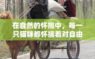 在自然的怀抱中，每一只猫咪都怀揣着对自由与探索的渴望。喵生旷野家具，正是为满足这份天性而生，它不仅仅是一件家具，更是猫咪们心中的小小冒险岛。