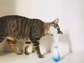 监控猫咪擦家具，一个值得深思的议题