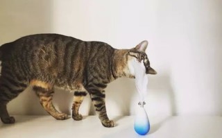 监控猫咪擦家具，一个值得深思的议题