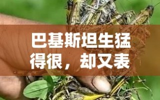 巴基斯坦，生猛与柔情的双重面孔