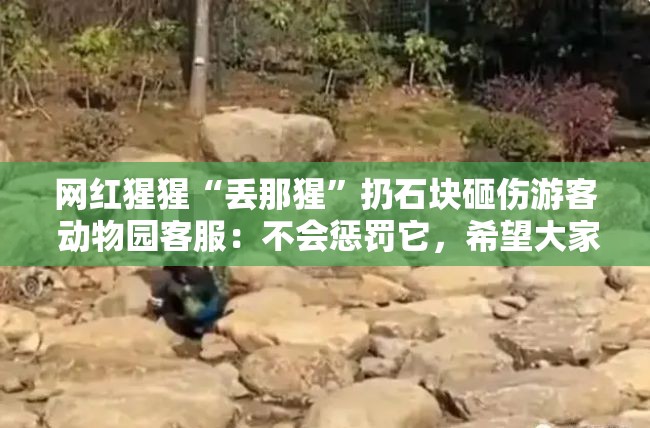 网红猩猩‘丢那猩’砸伤游客，动物园回应，尊重动物天性，不作惩罚-第2张图片-赛丽网