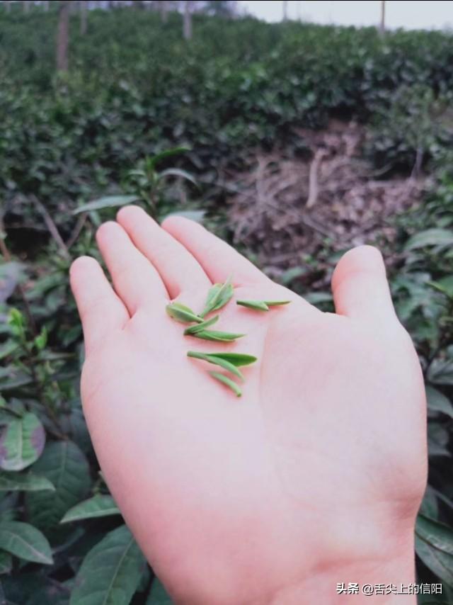西湖风景区回应，游客误食农药事件引关注-第1张图片-赛丽网