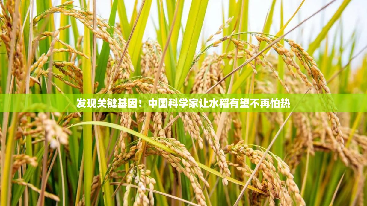 中国科学家发现关键基因，助力水稻抗热新突破-第2张图片-赛丽网