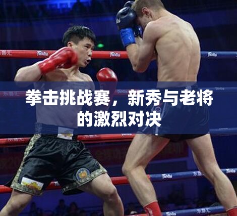 拳击挑战赛，新秀与老将的激烈对决-第1张图片-赛丽网