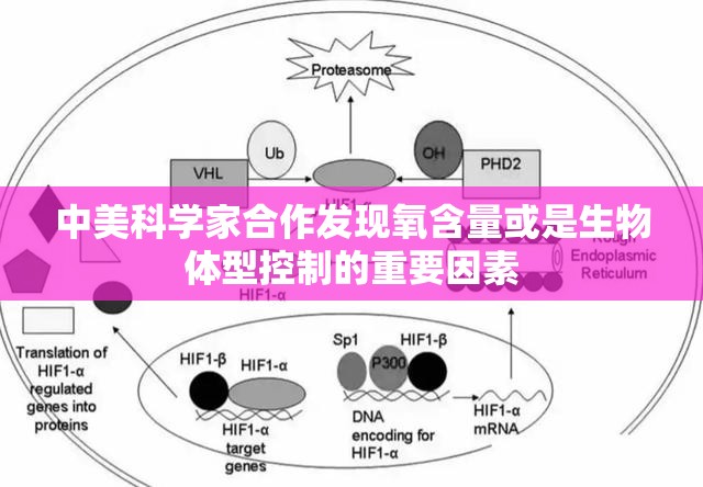 中美科学家合作揭示，氧含量或为生物体型控制的关键-第2张图片-赛丽网