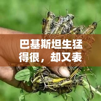 巴基斯坦，生猛与柔情的双重面孔-第1张图片-赛丽网